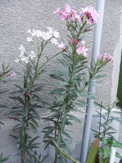DSCF0880 - Crizantemele mamei si alte flori