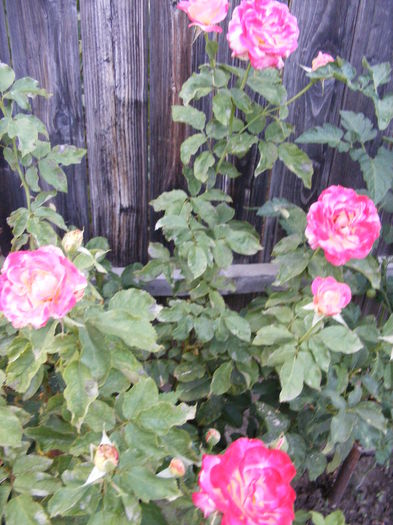 DSCF0807 - Vara 2014-2017