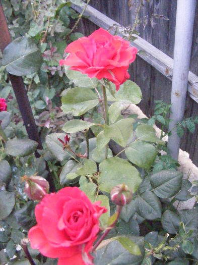 DSCF0811 - Vara 2014-2017