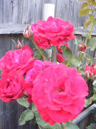 DSCF0812 - Vara 2014-2017