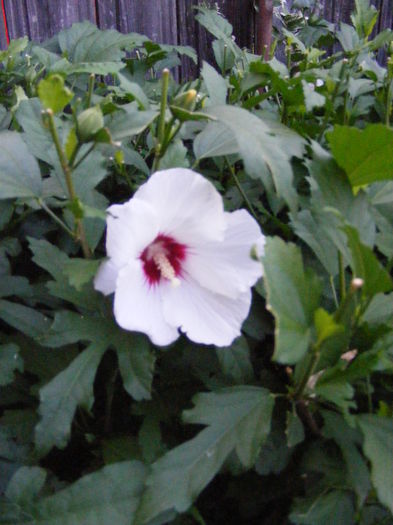 DSCF0814 - Vara 2014-2017