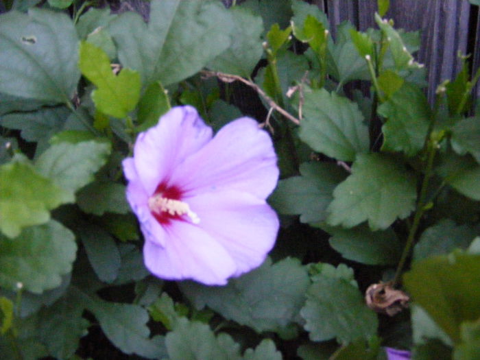 DSCF0815 - Vara 2014-2017