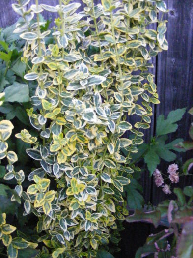 DSCF0820 - Vara 2014-2017