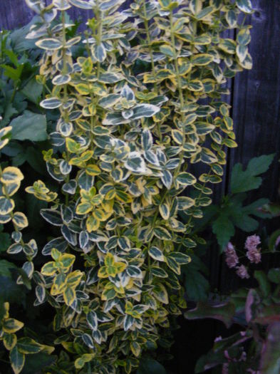 DSCF0821 - Vara 2014-2017