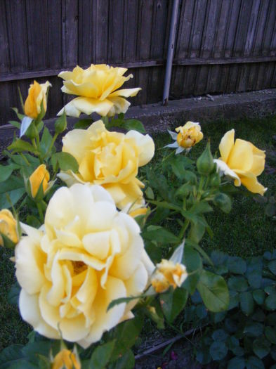 DSCF0842 - Vara 2014-2017