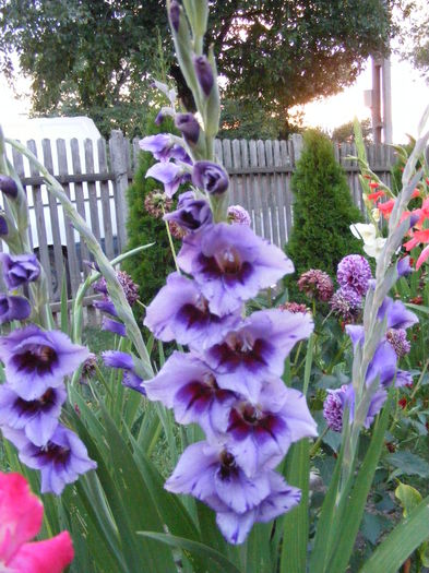 DSCF0848 - Vara 2014-2017