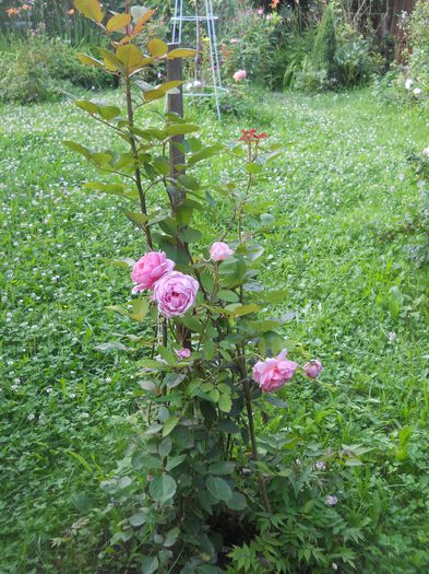 Brother Cadfael