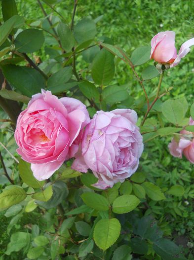 Brother Cadfael