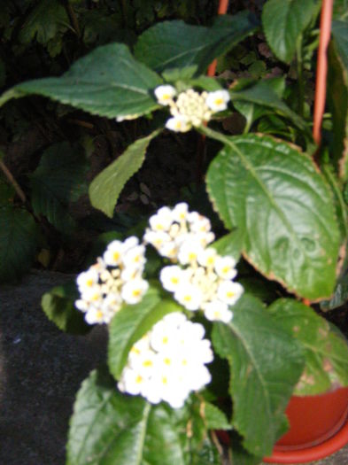 DSCF0838