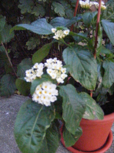 DSCF0840 - lantana