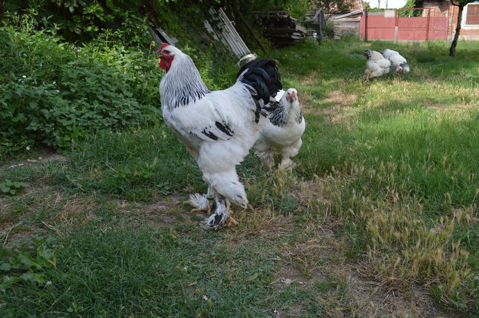 DSC_1061 - Pentru Radu