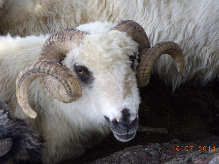 Berbec frumos-9 - La Stana in Arinis sa ne vedem caprele noastre