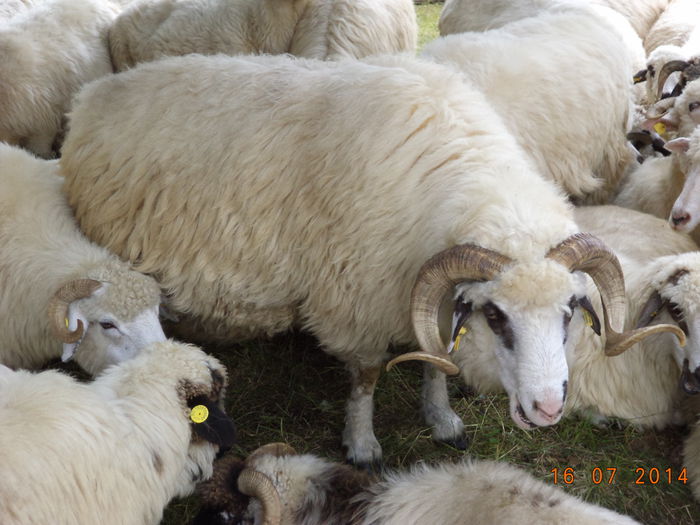 Berbec frumos-10 - La Stana in Arinis sa ne vedem caprele noastre