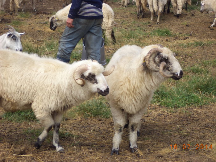 Berbeci frumosi-1 - La Stana in Arinis sa ne vedem caprele noastre