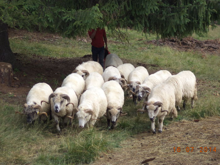 Berbeci frumosi-2 - La Stana in Arinis sa ne vedem caprele noastre