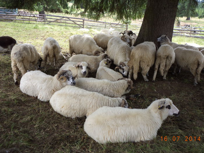 Berbeci frumosi-4 - La Stana in Arinis sa ne vedem caprele noastre