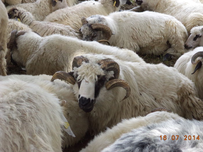 Berbeci frumosi-6 - La Stana in Arinis sa ne vedem caprele noastre
