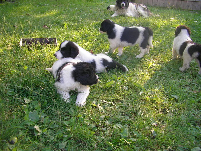 6 saptamani; cu mama la iarba verde
