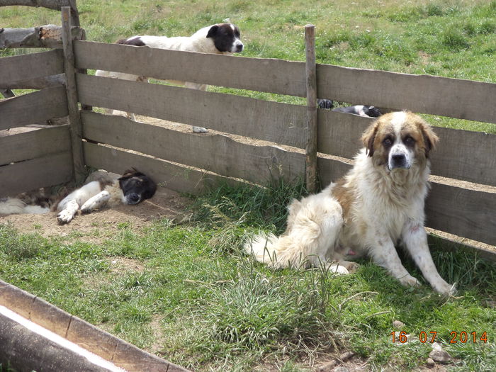 Cainii pe langa stana