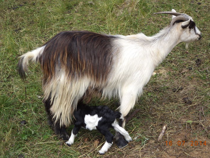 Capra care a fatat de curand