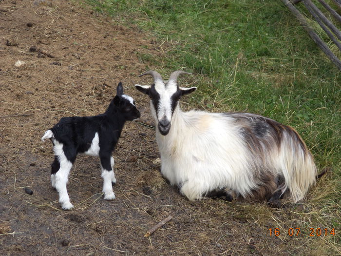 Capra care a fatat recent-2