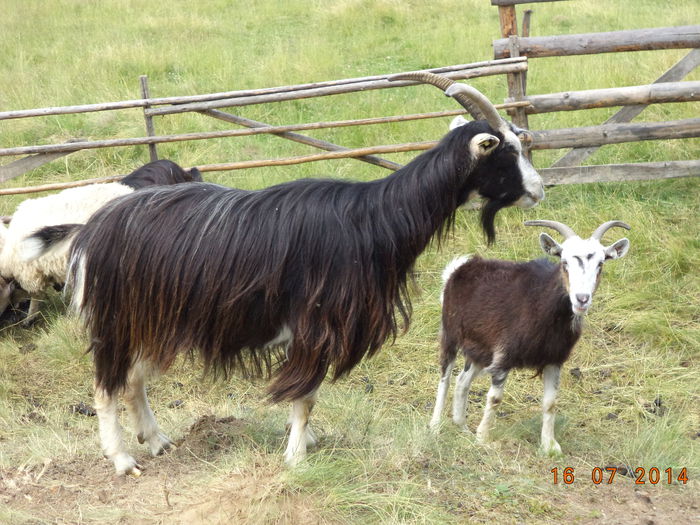 Capra cu ieduta ei; Ieduta care a fatat la un an, la 8 luni s-a montat, nu e bine deloc ,ca raman micute nu mai cresc e adevarat se vede.Indiferent ca sant rase de lapte mai bine sa aiba un an si ceva cand se monteaza e
