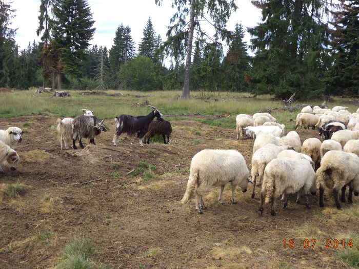 Capra neagra si Sura ale noastre