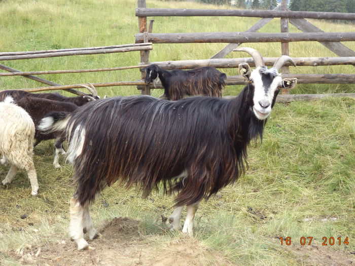 Carpatina noastra - La Stana in Arinis sa ne vedem caprele noastre