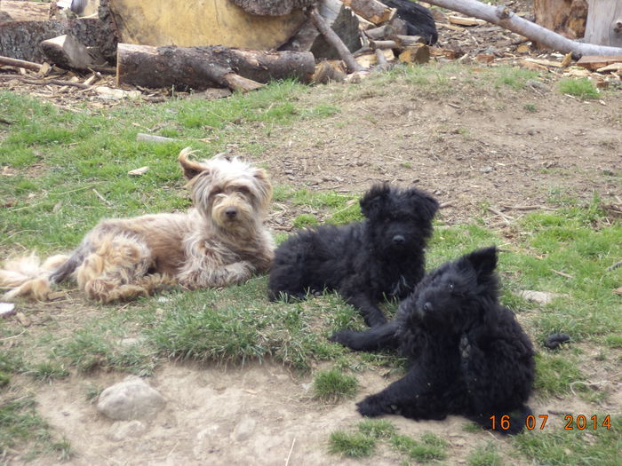 Catelusa cu puii de intors oile-2 - La Stana in Arinis sa ne vedem caprele noastre