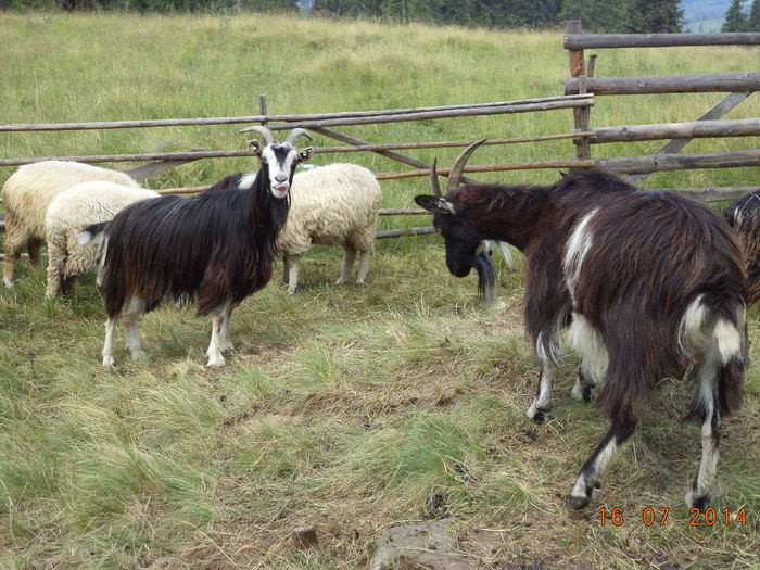 Cele doua capre ale noastre