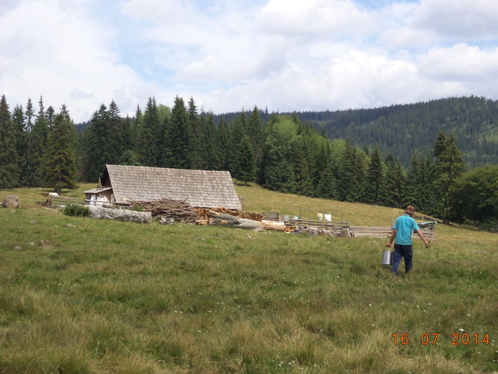 Ducem laptele la stana