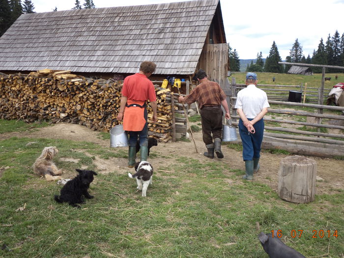 Ducem laptele la stana-3