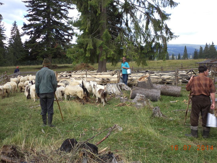 La strunga la treaba