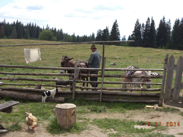 Magarii inseuati pt carat apa