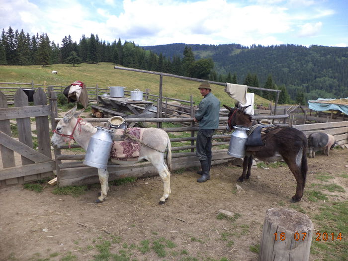 Magarusii gata de drum-1