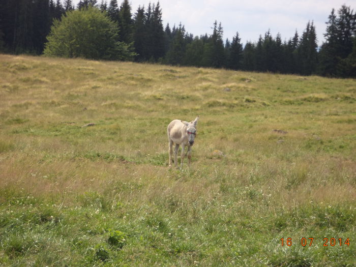 Magarusul pt carat poveri