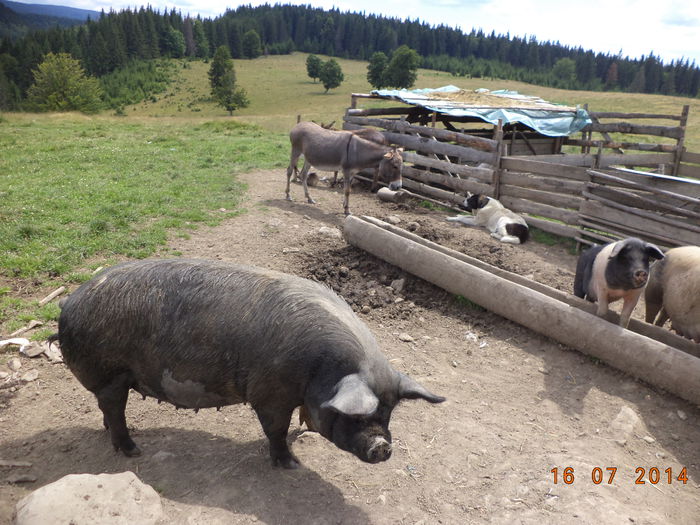 Nu mai vine zarul nostru