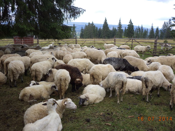 Odihna dupa un drum lung