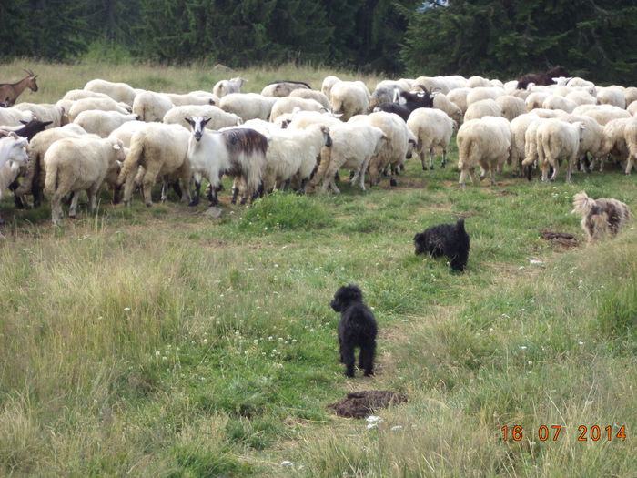 Oile merg la strunga