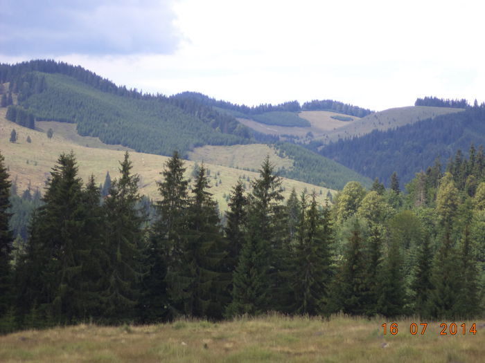 Pasuni si paduri frumoase