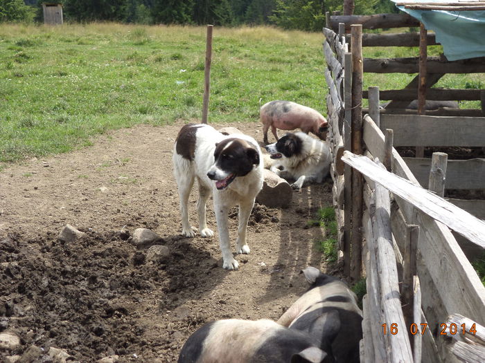 Porcaletii si cainii