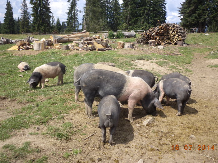 Porcii pe langa stana