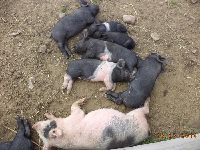 Porcusorii dorm pe rupte