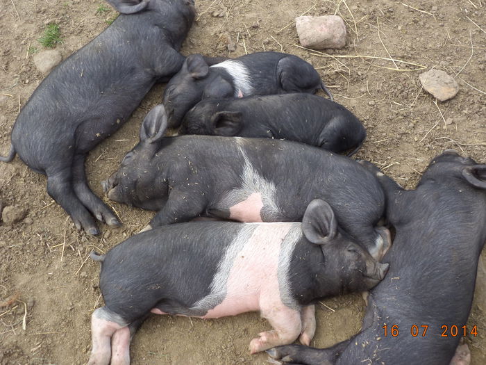 Porcusorii s-au saturat si dorm