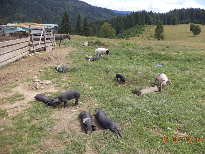 Purcelusii asteapta masa