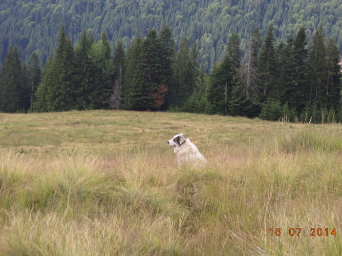 Un Ciobanesc Carpatin