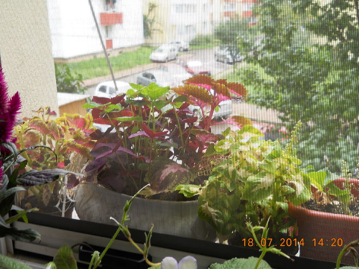 026 - IULIE 2014
