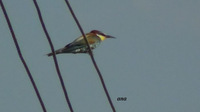 aerodinamica - prigoria in vizita prin gradina