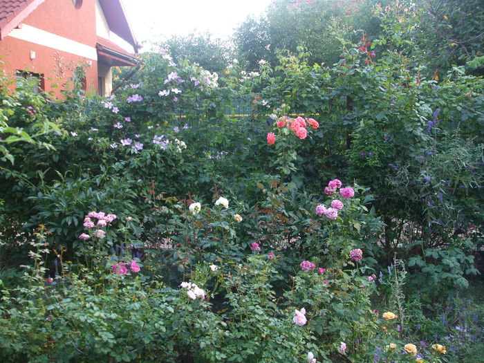 15.07.2014 039 - vara 2014