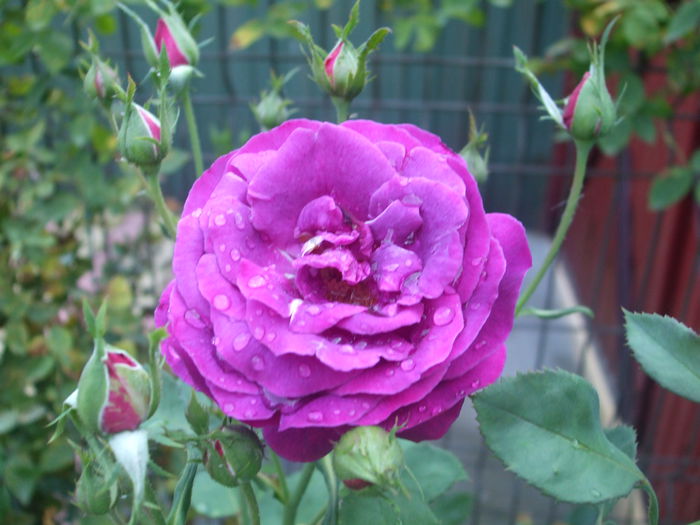 Parfum de rêve - vara 2014